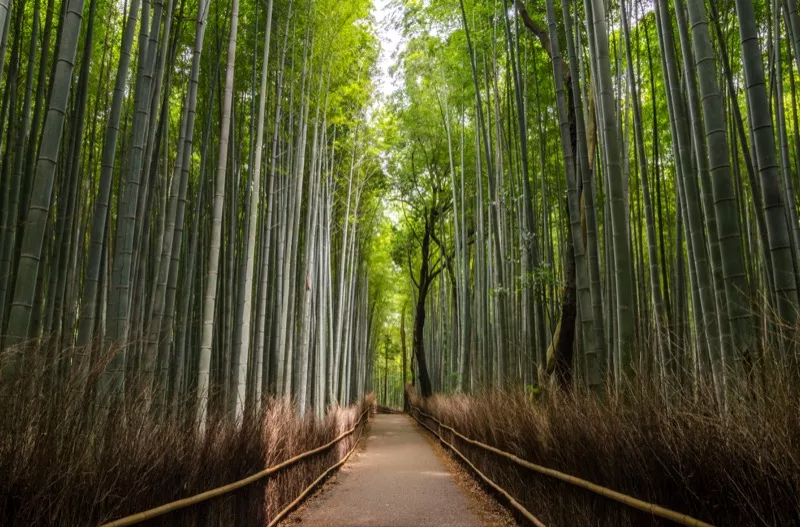 Illustration for article titled Tourists Are Ruining Kyoto's Scenic BeautyÂ